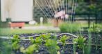 Gardenpark-Internetowy Sklep z Roślinami oraz Krzewami, projektowanie ogrodów, kompleksowa realizacja projektów, pielęgnacja ogrodów, Piotrków Trybunalski