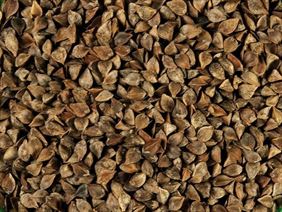 gryka, Rafpak s.c., Tyczyn