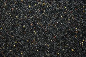 rzepak, Rafpak s.c., Tyczyn