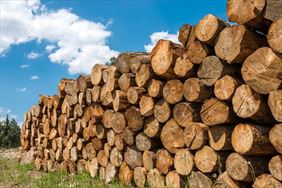 drewno, Piotr Czapka Zakład drzewny, Czarna Sędziszowska