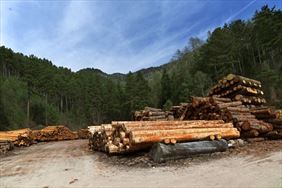 pale drzew, Piotr Czapka Zakład drzewny, Czarna Sędziszowska