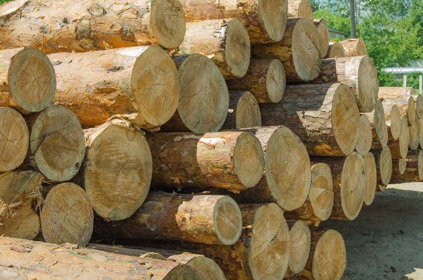 przyjazna Tartaki, Piotr Czapka Zakład drzewny, Czarna Sędziszowska