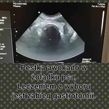 gabinet weterynaryjny, Gabinet Weterynaryjny Doktorek Spółka Cywilna D.Giełbaga i M.Cwynar, Kańczuga
