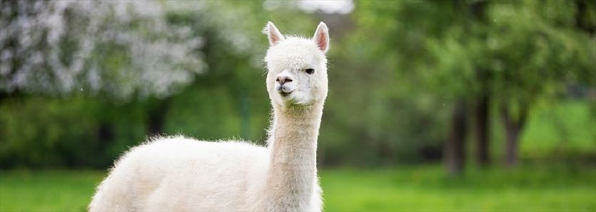 przyjazna Zoologiczne ogrody, Mini Zoo Zwierzakowy Gaj, Boby-Kolonia