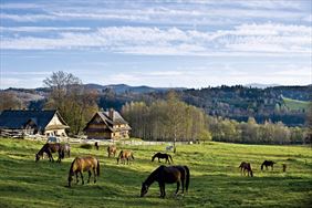 Agroturystyka - U Prezesa, Agroturystyka - U Prezesa, Chmiel