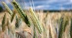 Paweł Myśliwiec Agro - Doradztwo Agronomiczne, doradztwo rolnicze, Agronomia, Doradztwo agronomiczne, Podzamcze