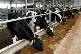 pasze dla krów, Agro-Maz Artykuły Rolnicze, Abramów