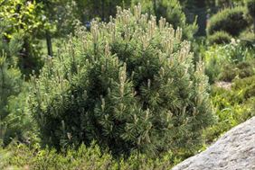 krzew, Gardener Wilkołazki Jacek - Usługi Ogrodnicze, Szkółka Drzew Ozdobnych, Czerwonka-Gozdów