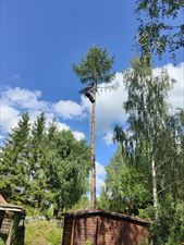 drzewo, Dębowy Serwis Paweł Domański, Sajzy