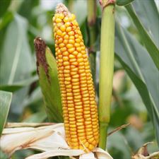 kukurydza, Saatbau Polska Sp. z o. o., Środa Śląska