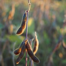 soja, Saatbau Polska Sp. z o. o., Środa Śląska