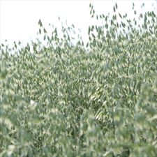 owies, Saatbau Polska Sp. z o. o., Środa Śląska