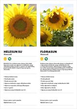 słonecznik, Saatbau Polska Sp. z o. o., Środa Śląska