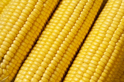 Kukurydza
