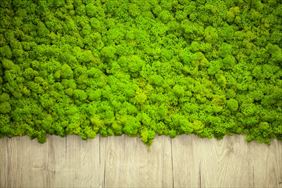 ścianka z mchu, Pracownia Florystyczna Emi Flor Emilia Rogowska, Biskupice