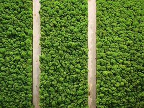 obraz zielony, Pracownia Florystyczna Emi Flor Emilia Rogowska, Biskupice