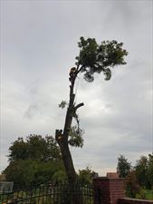 wycinka drzew, Arbo Mar Wycinka i Pielęgnacja Drzew Marcin Lach, Owczegłowy
