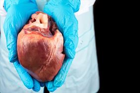 serce, Prof Dr Hab. Med. Krzysztof Błaszyk Specjalistyczny Gabinet Kardiolog Internista, Poznań