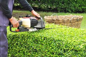 przycinanie żywopłotu, PureGarden Adrian Adamczak, Nowa Dąbrowa