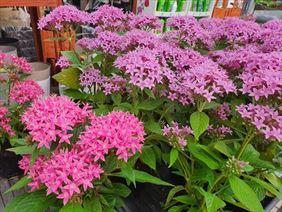 kwiaty, Zielona Niwa Janusz Kopeć, Głogów Małopolski