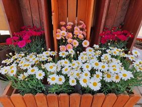 rośliny ozdobne, Zielona Niwa Janusz Kopeć, Głogów Małopolski