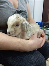 agroturystyka, Agroturystyka u Sylwii, Rzędziny