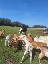 agroturystyka, Agroturystyka u Sylwii, Rzędziny