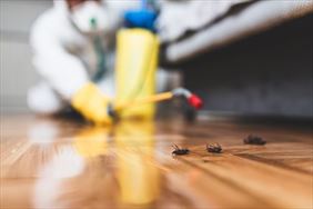 likwidacja szkodników, Ratsbusters.pl, Nowa Jabłona