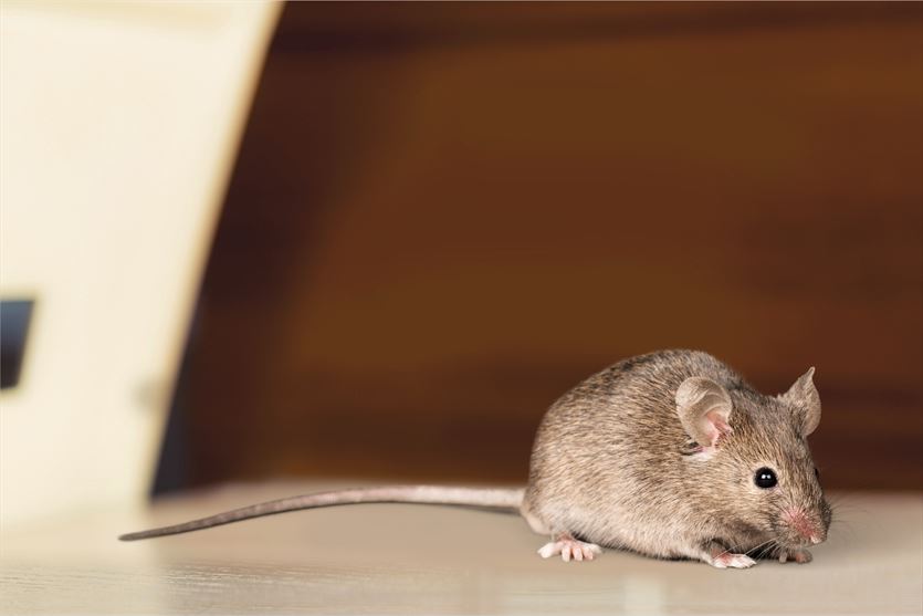 przyjazna Dezynfekcja, dezynsekcja, deratyzacja, Ratsbusters.pl, Nowa Jabłona