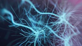 choroby neurologiczne, Teresa Korwin-Piotrowska Doc. dr hab. med. spec. Neurolog ISPL, Szczecin