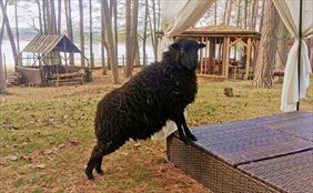 owca, Ośrodek Wypoczynkowy Owczy Brzeg, Jeleń