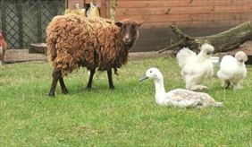 zwierzęta, Ośrodek Wypoczynkowy Owczy Brzeg, Jeleń