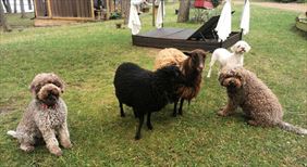 Domki nad Jeziorem Ośrodek Wypoczynkowy Jeleń, Ośrodek Wypoczynkowy Owczy Brzeg, Jeleń