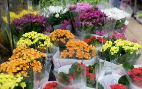 kwiaty, Kwiaciarnia Z Pasją Ewa Krzyżek, Mieszkowice