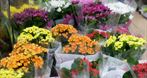 Kwiaciarnia Z Pasją Ewa Krzyżek, kwiaciarnia, bukiety, dekoracje ślubne, Mieszkowice