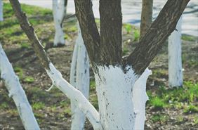 wapno do bielenia drzew, Flormix Producent Nawozów i Oborników Ogrodniczych, Gorzów Wielkopolski