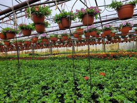 pelargonie, Szkółka Krzewów Ozdobnych Binowo, Binowo
