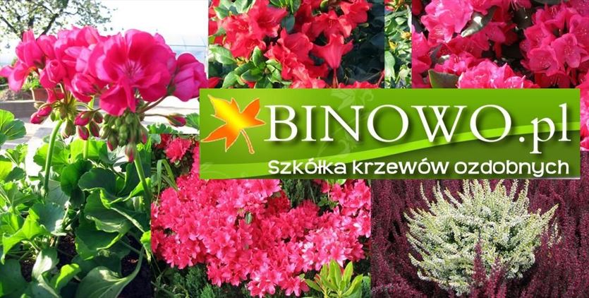 Rośliny iglaste i liściaste do ogrodów i innych terenów zielonych, Szkółka Krzewów Ozdobnych Binowo, Binowo