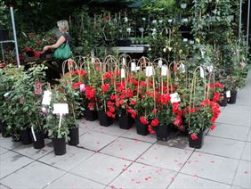 róże czerwone, Magic Rose Spółka z ograniczoną odpowiedzialnością, Kłodzino
