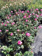 producent róż, Magic Rose Spółka z ograniczoną odpowiedzialnością, Kłodzino