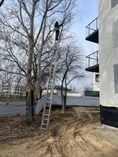 przycinanie drzew, Robinia Specjalistyczna Pielęgnacja, Wycinka i Nasadzenia Drzew, Warszawa
