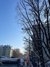 przycinanie drzew, Robinia Specjalistyczna Pielęgnacja, Wycinka i Nasadzenia Drzew, Warszawa