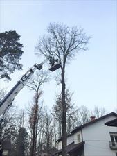 wycinka drzewa, Robinia Specjalistyczna Pielęgnacja, Wycinka i Nasadzenia Drzew, Warszawa
