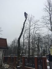 arborysta, Robinia Specjalistyczna Pielęgnacja, Wycinka i Nasadzenia Drzew, Warszawa