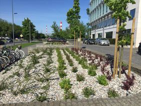 zieleń, Robinia Specjalistyczna Pielęgnacja, Wycinka i Nasadzenia Drzew, Warszawa