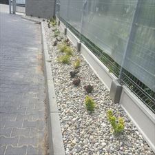 nasadzenia, Robinia Specjalistyczna Pielęgnacja, Wycinka i Nasadzenia Drzew, Warszawa