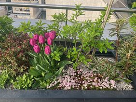 tulipany, Robinia Specjalistyczna Pielęgnacja, Wycinka i Nasadzenia Drzew, Warszawa