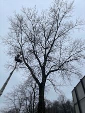 przycinanie drzew, Robinia Specjalistyczna Pielęgnacja, Wycinka i Nasadzenia Drzew, Warszawa