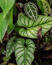 rośliny egzotyczne, NATUREINHOUSE, Warszawa