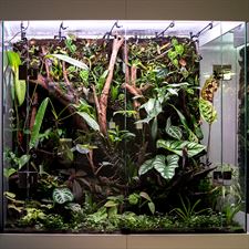 terrarium ścienne, NATUREINHOUSE, Warszawa